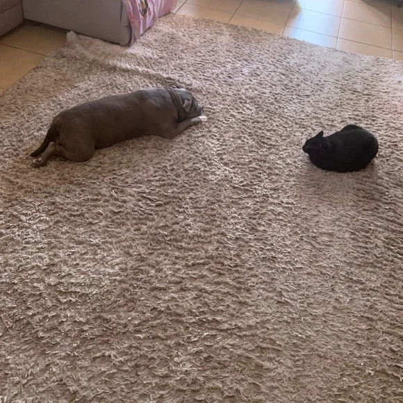 Live and share show flyer half will be donated - Picture 15 of 15